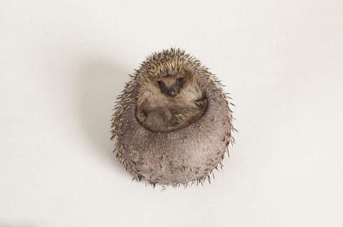 Ӣ����⬳Գ��ֶգ������Ɯp�ʘ����ȷ���