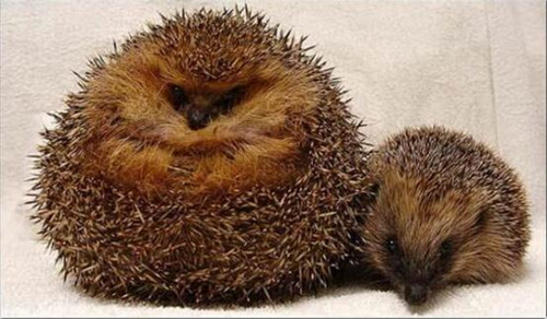 Ӣ����⬳Գ��ֶգ������Ɯp�ʘ����ȷ���